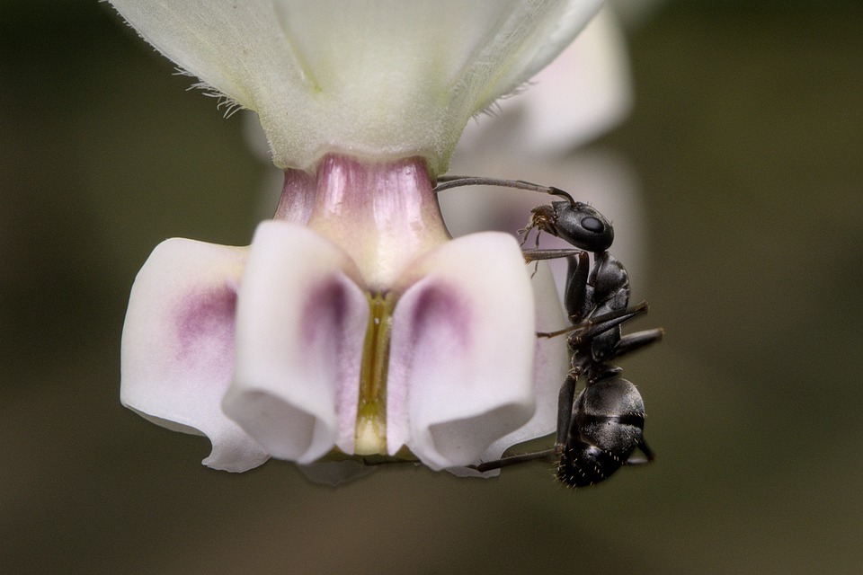 Comprendre la présence des fourmis pour mieux gérer son jardin